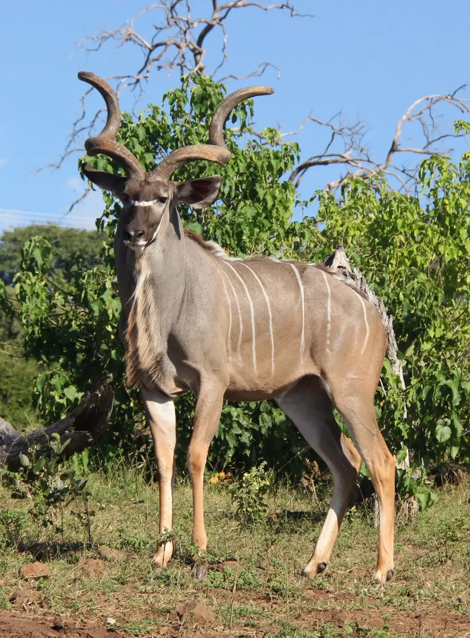 Kudu7.jpg