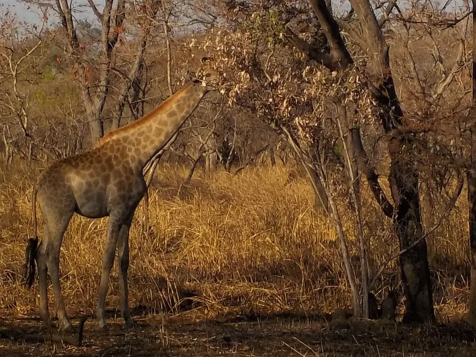 Kuti-Z-Giraffe.jpg