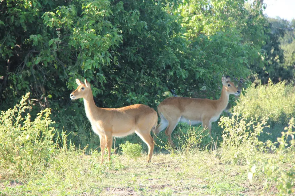 LechweChobe2.jpg