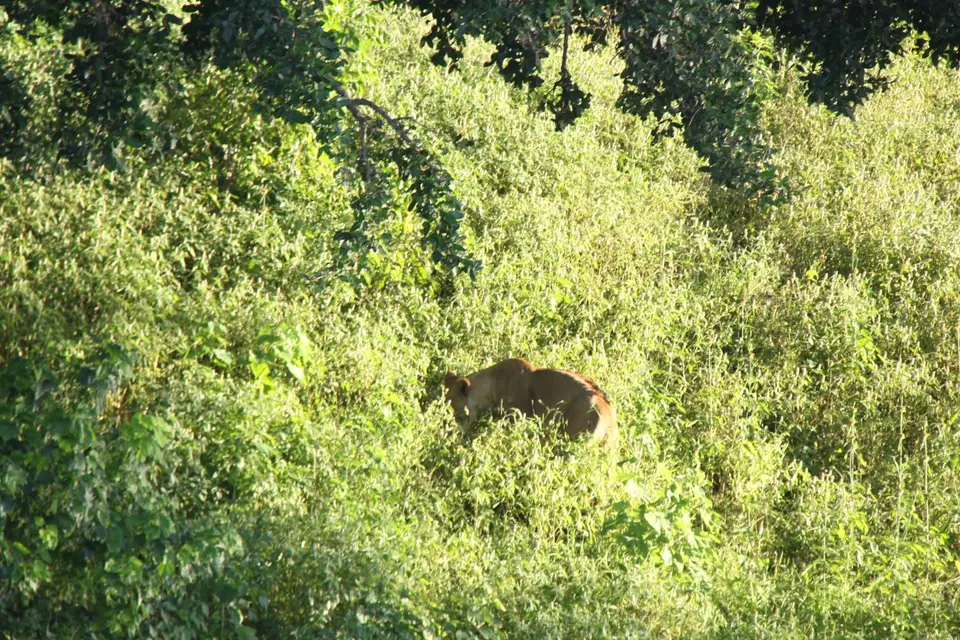 Lioness1.jpg