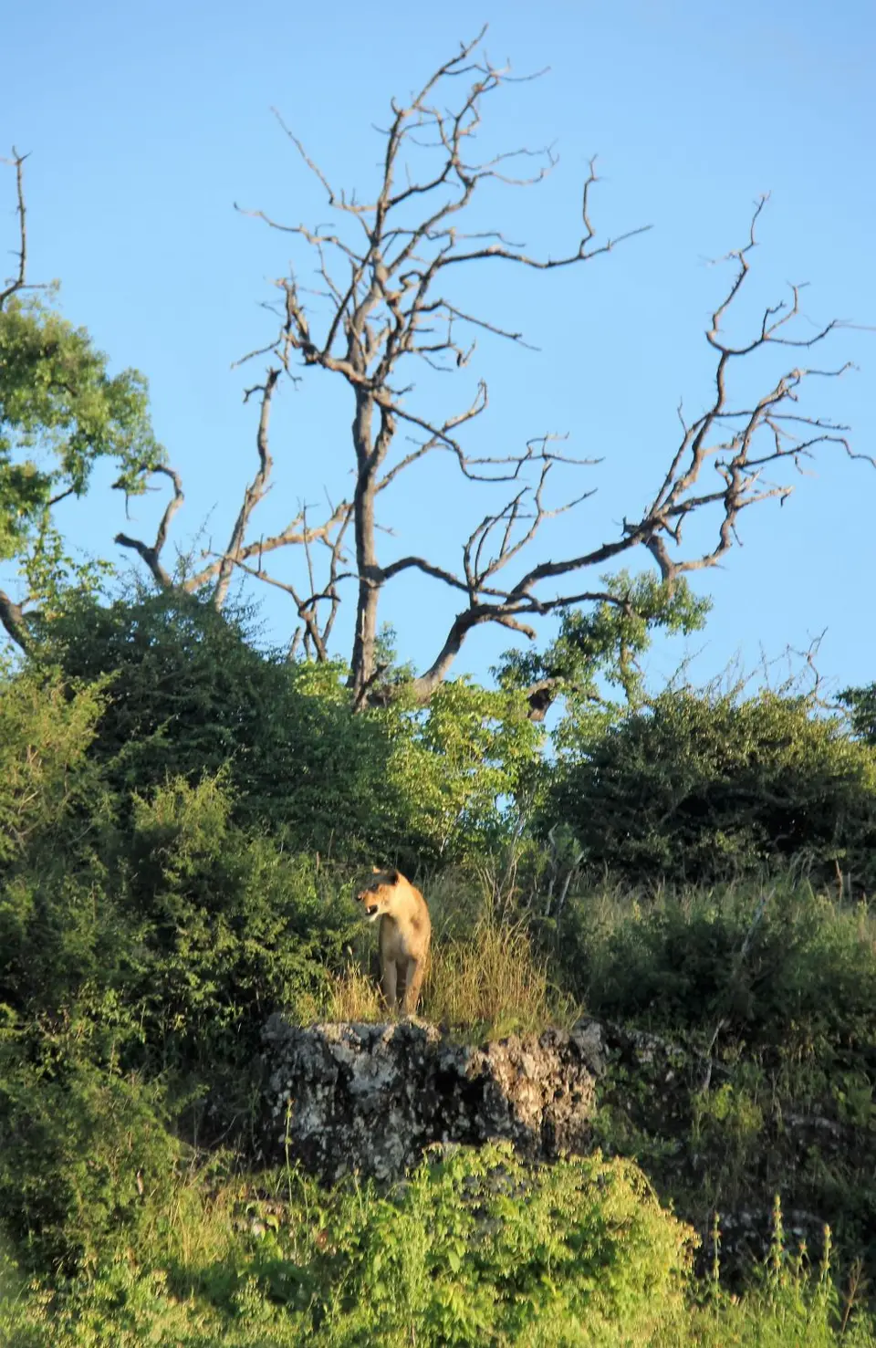 Lioness3.jpg