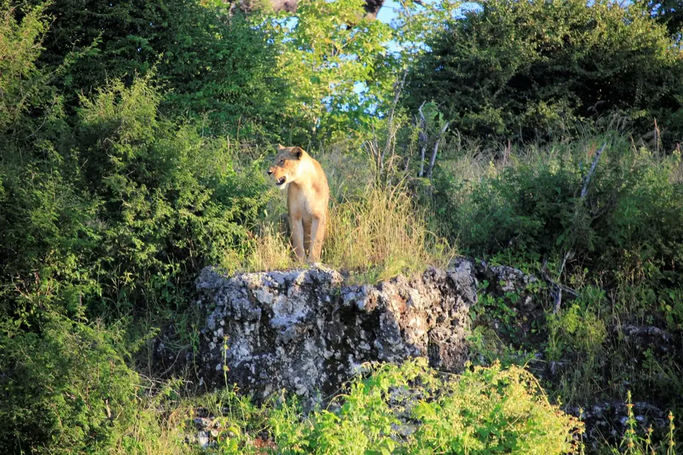 Lioness5.jpg