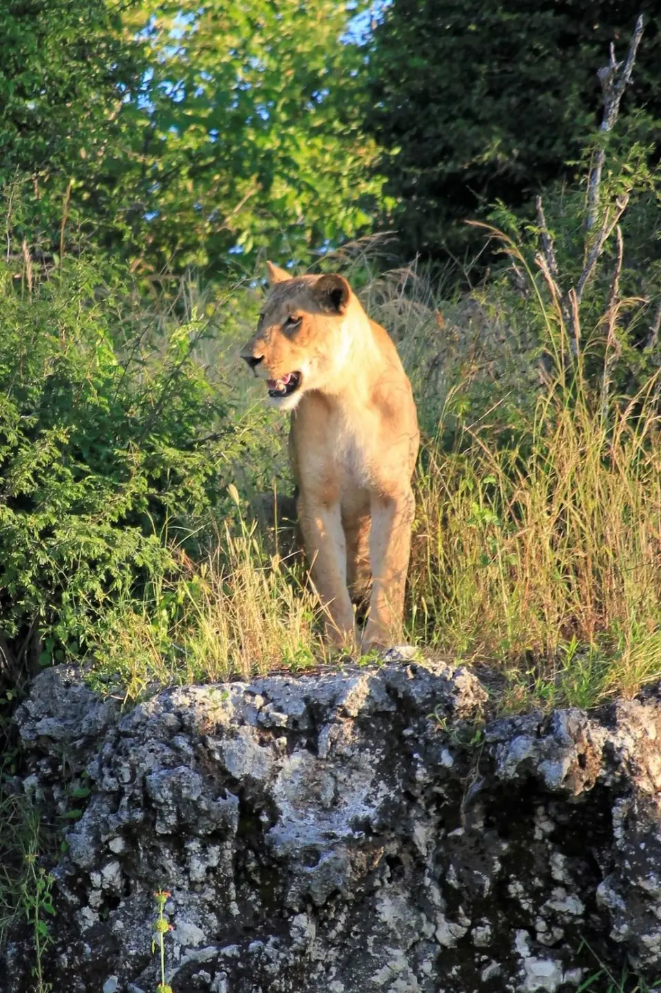Lioness6.jpg