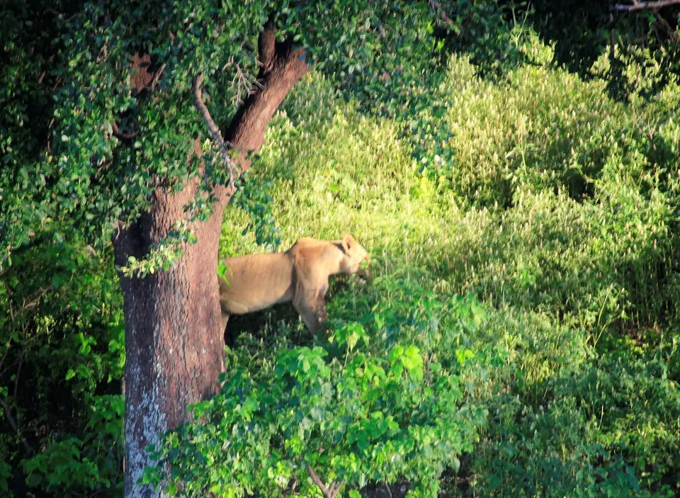 Lioness7.jpg