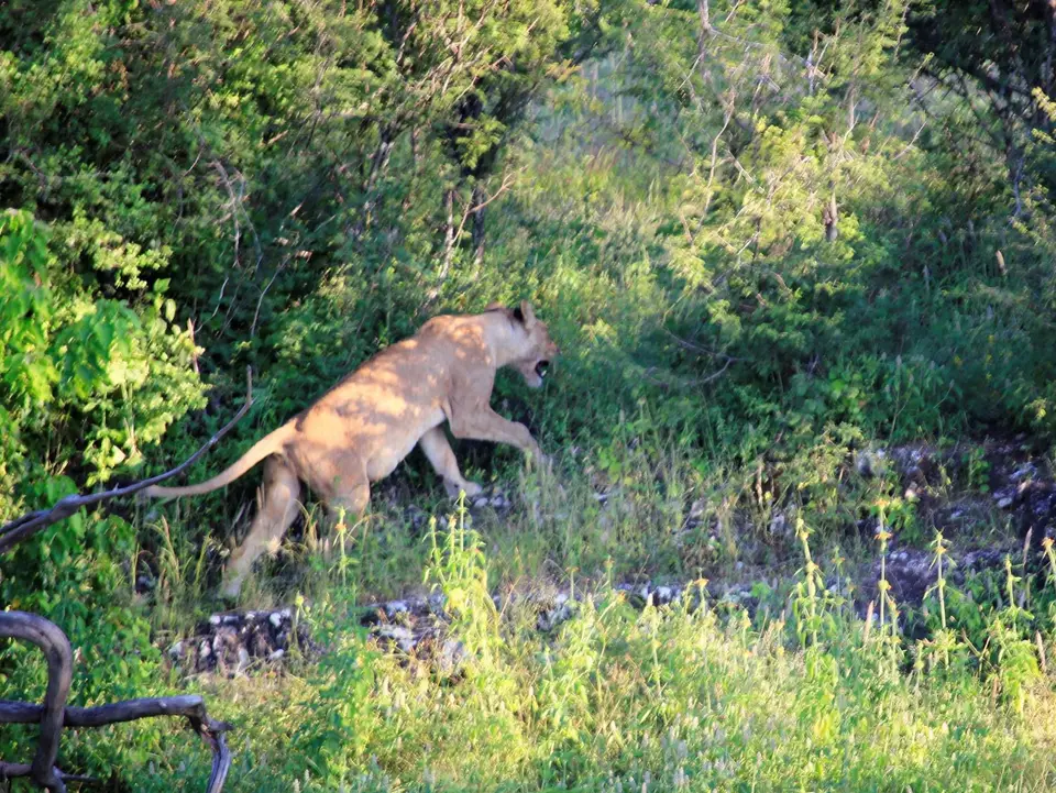 Lioness9.jpg