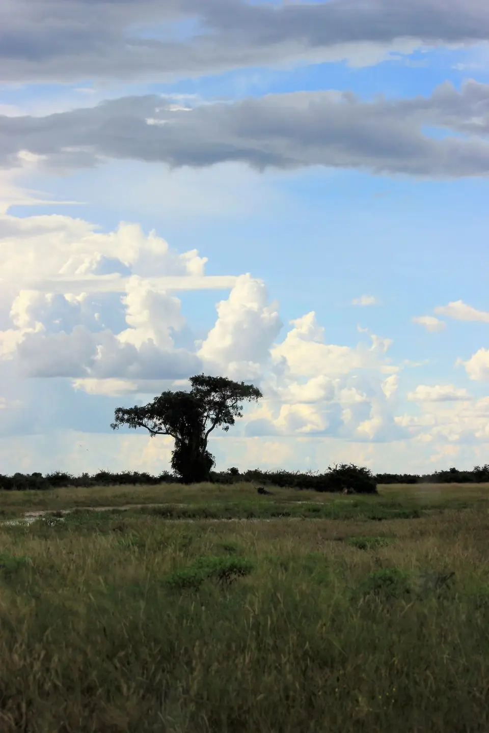 M-Savuti-Baum.jpg