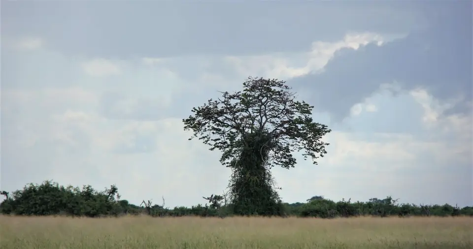 M-Savuti-Baum1.jpg