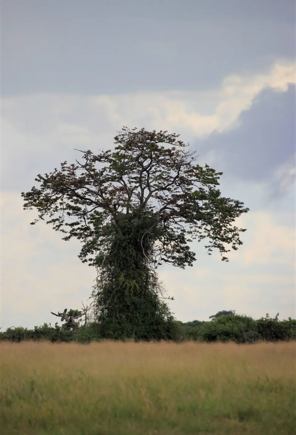 M-Savuti-Baum2.jpg