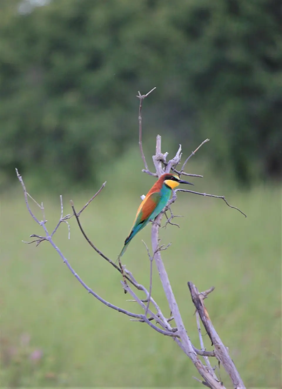 M-Savuti-Birds-2.jpg