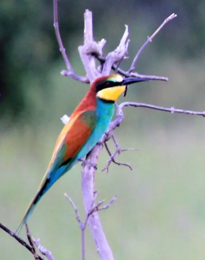 M-Savuti-Birds-3.jpg