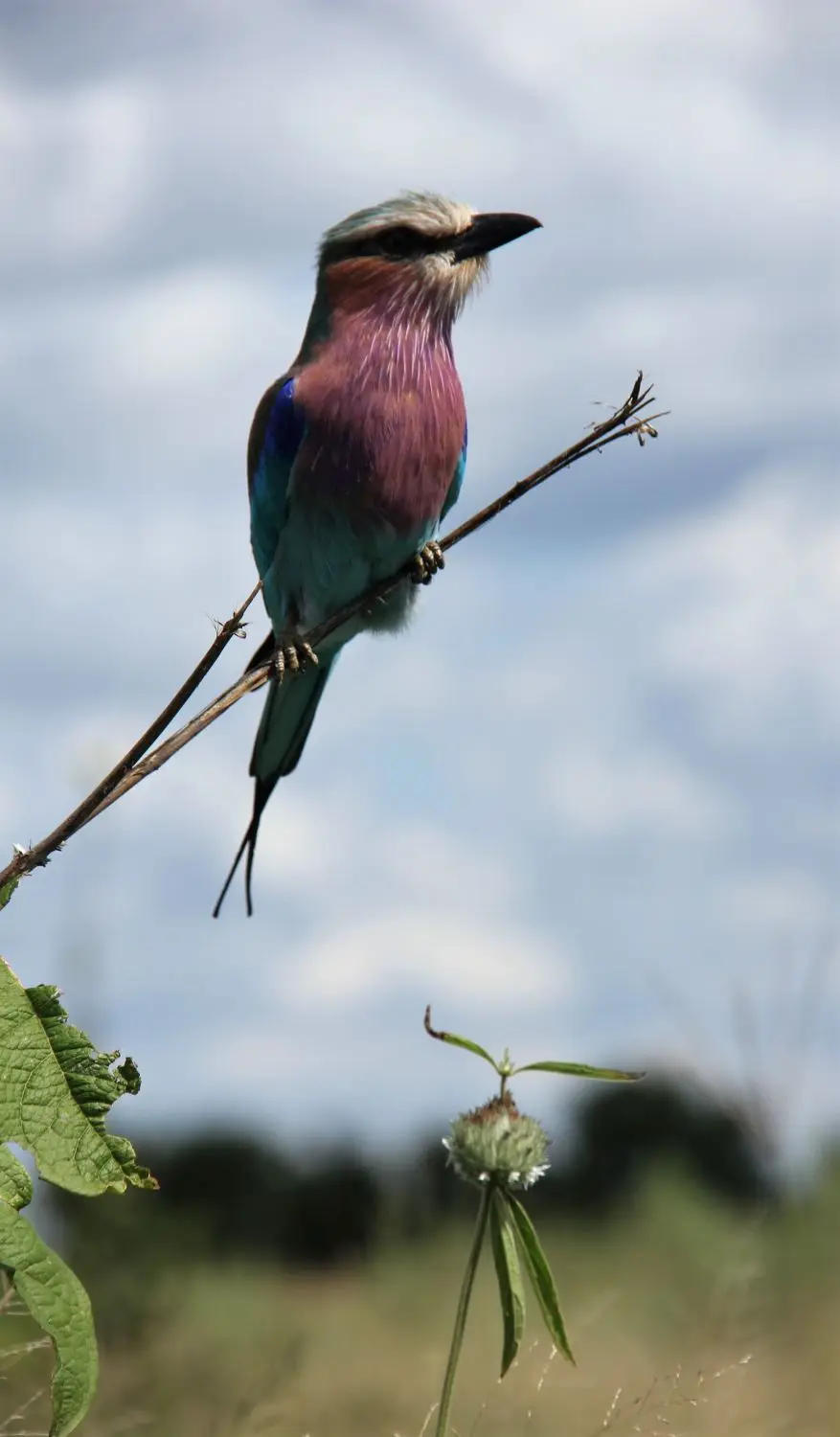 M-Savuti-Birds-4.jpg