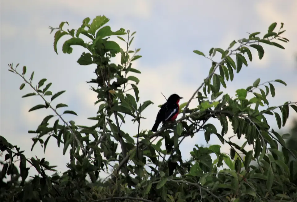 M-Savuti-Birds-5.jpg