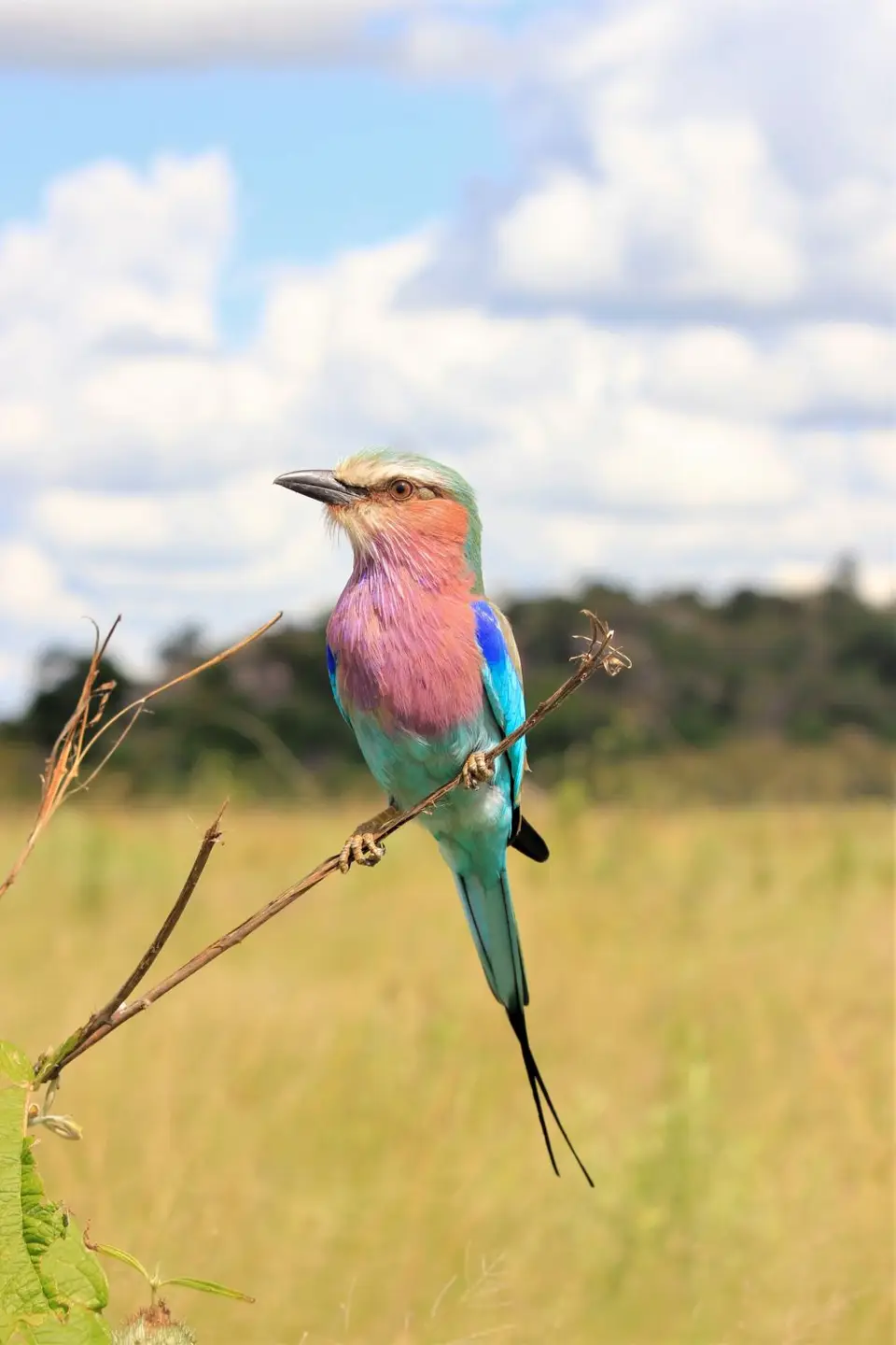 M-Savuti-Birds-6.jpg