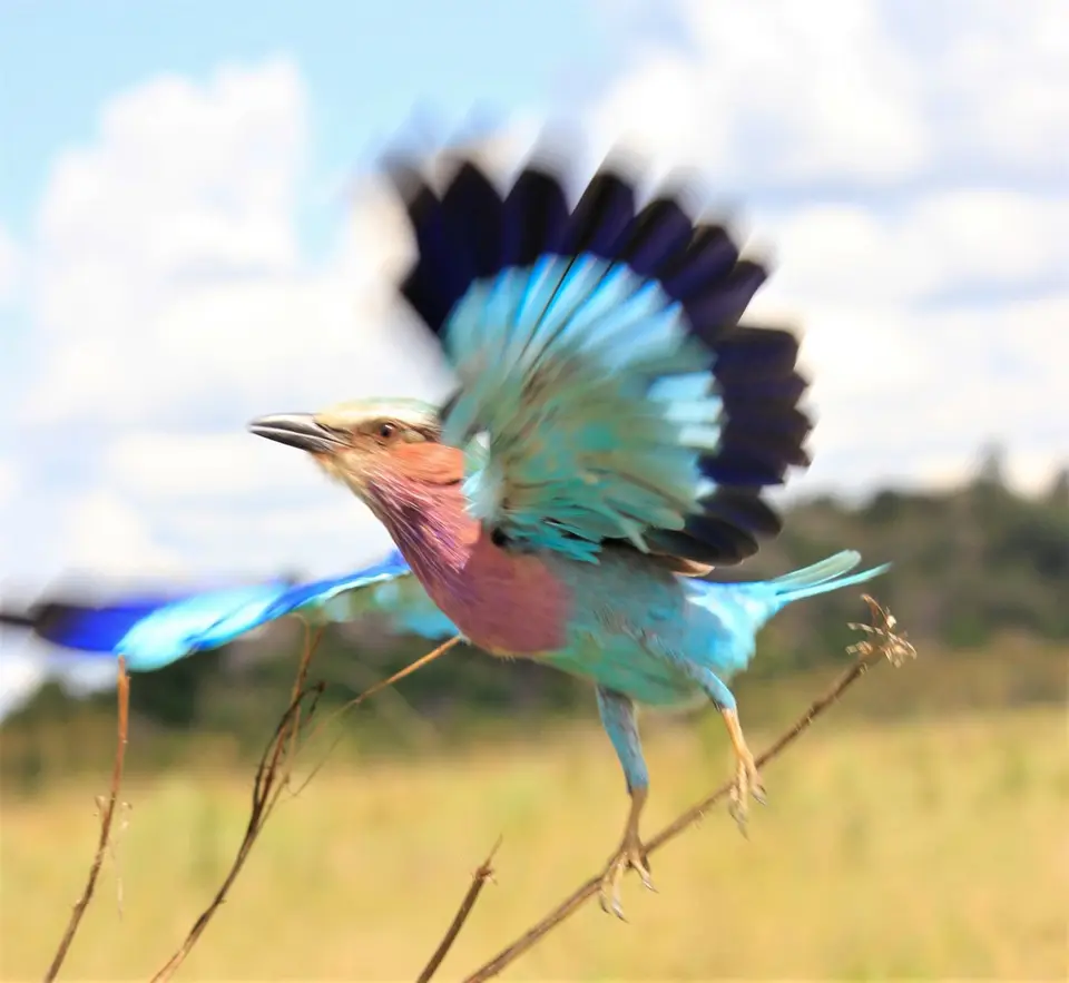 M-Savuti-Birds-7.jpg