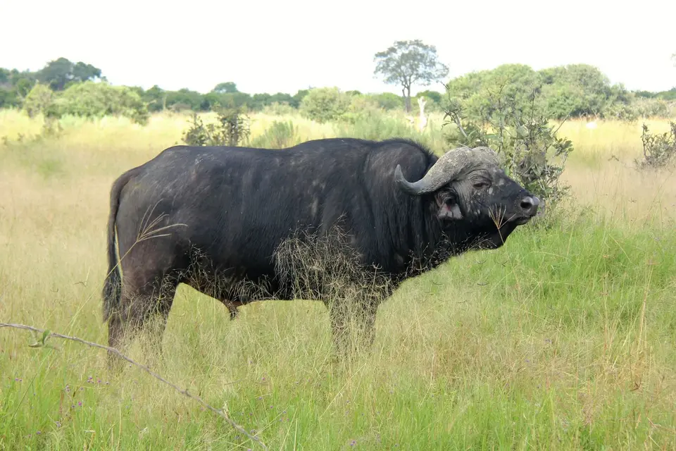 M-Savuti-Büffel2.jpg