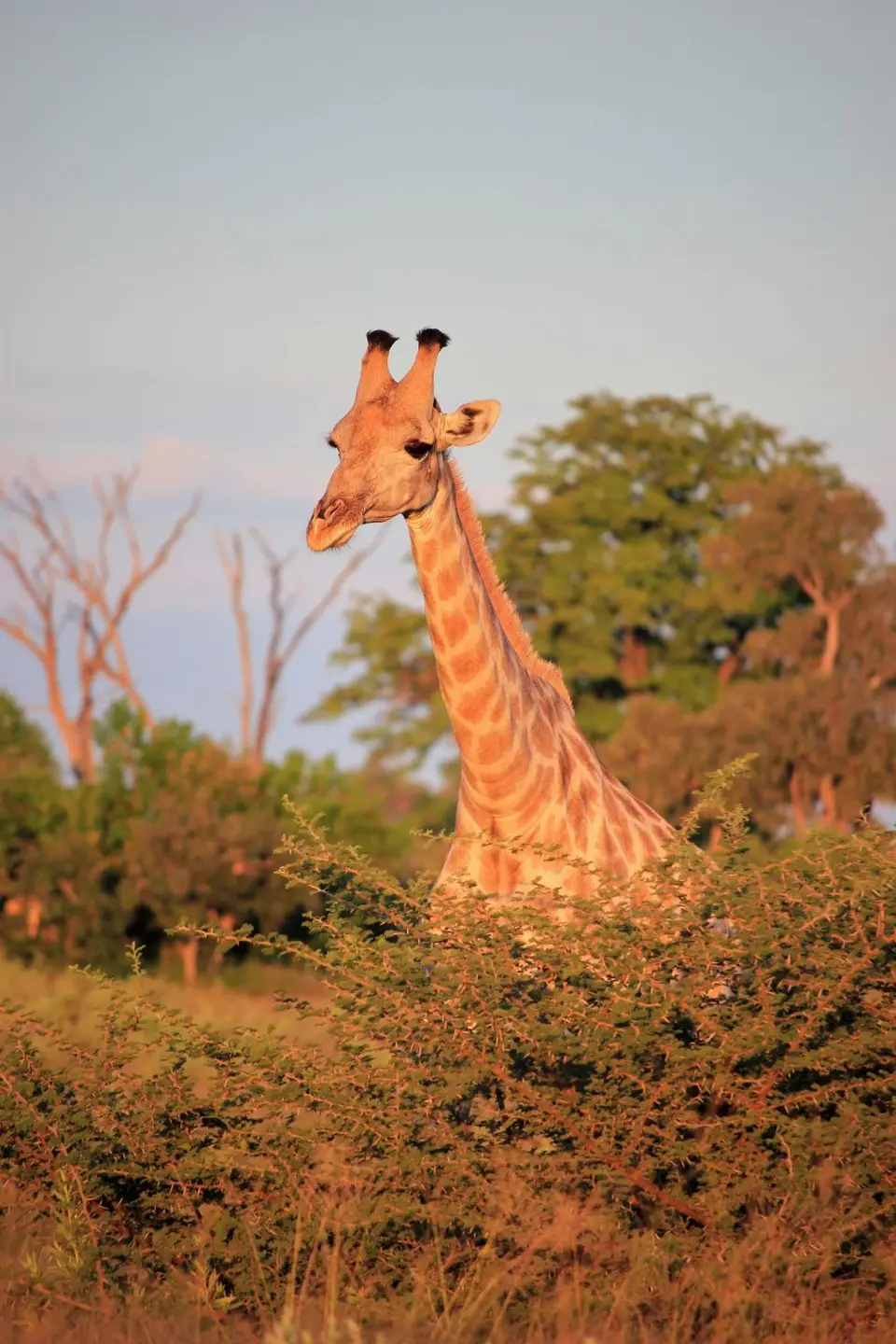 M-Savuti-Giraffe.jpg