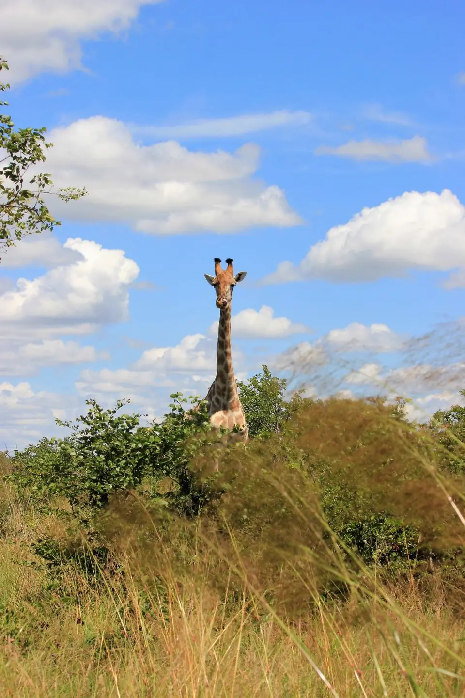 M-Savuti-Giraffe1.jpg