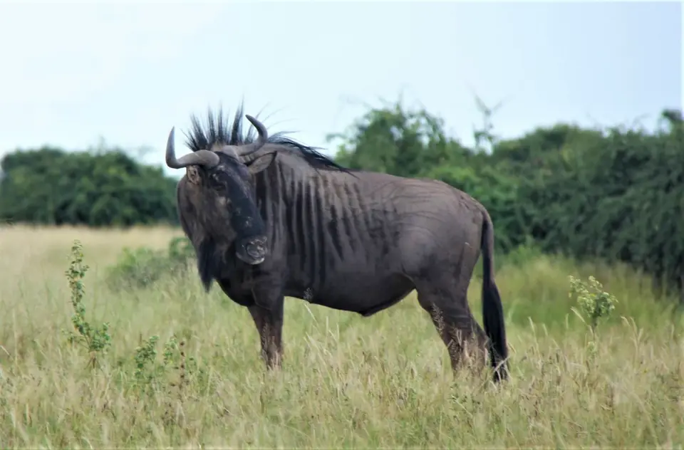 M-Savuti-Gnu1.jpg