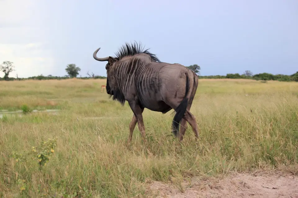 M-Savuti-Gnu2.jpg