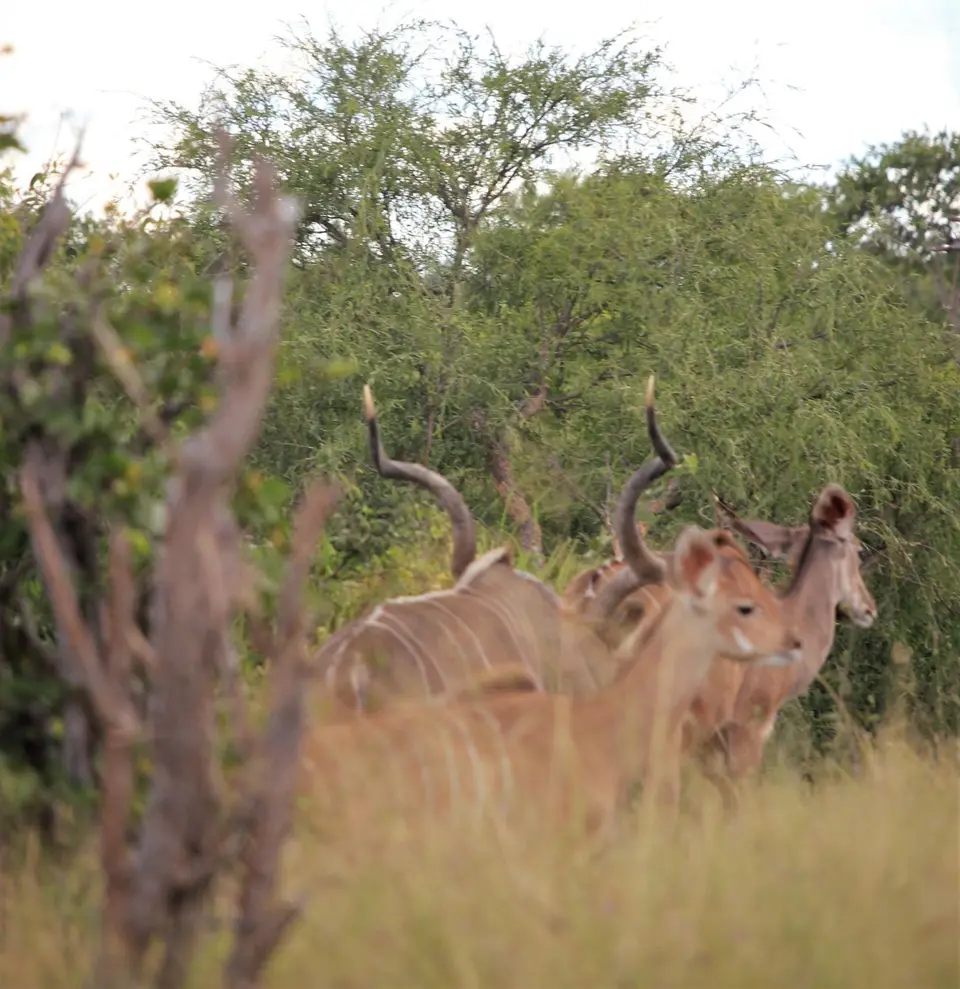 M-Savuti-Kudu.jpg