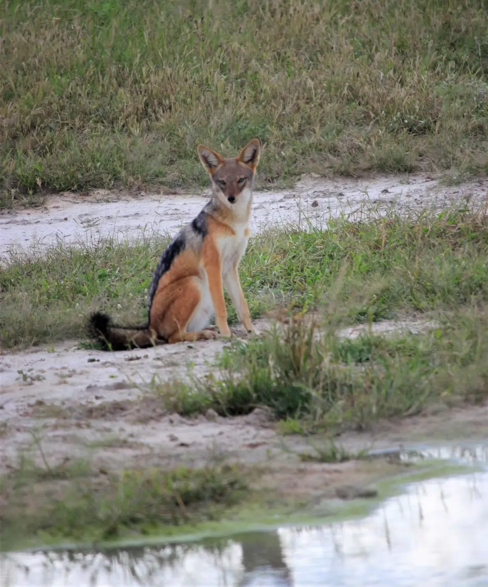 M-Savuti-Schakal-92.jpg