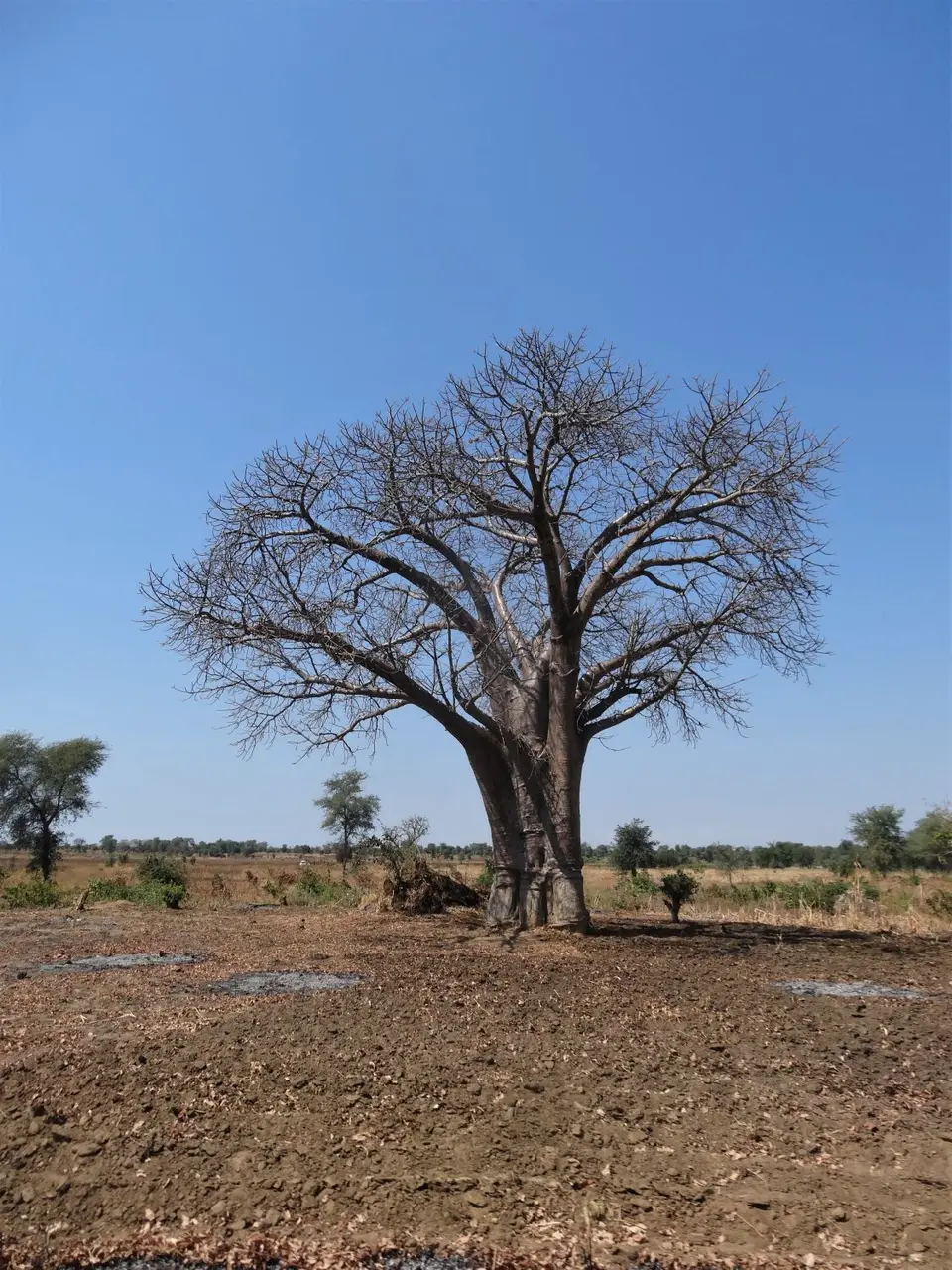 Malawi-Landschaft-Baobab.jpg