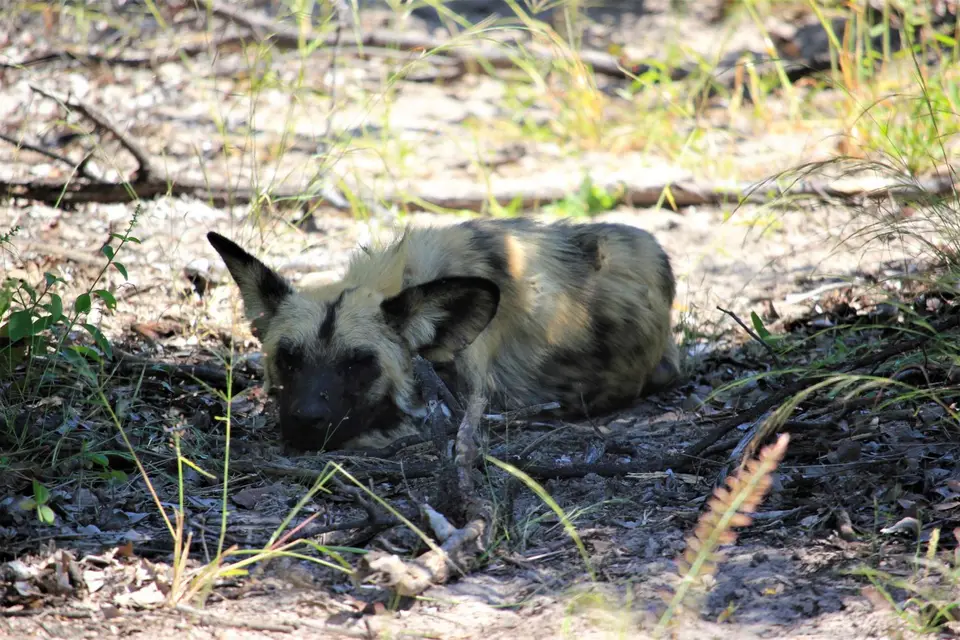 Man-Mab-WildDogs3.jpg