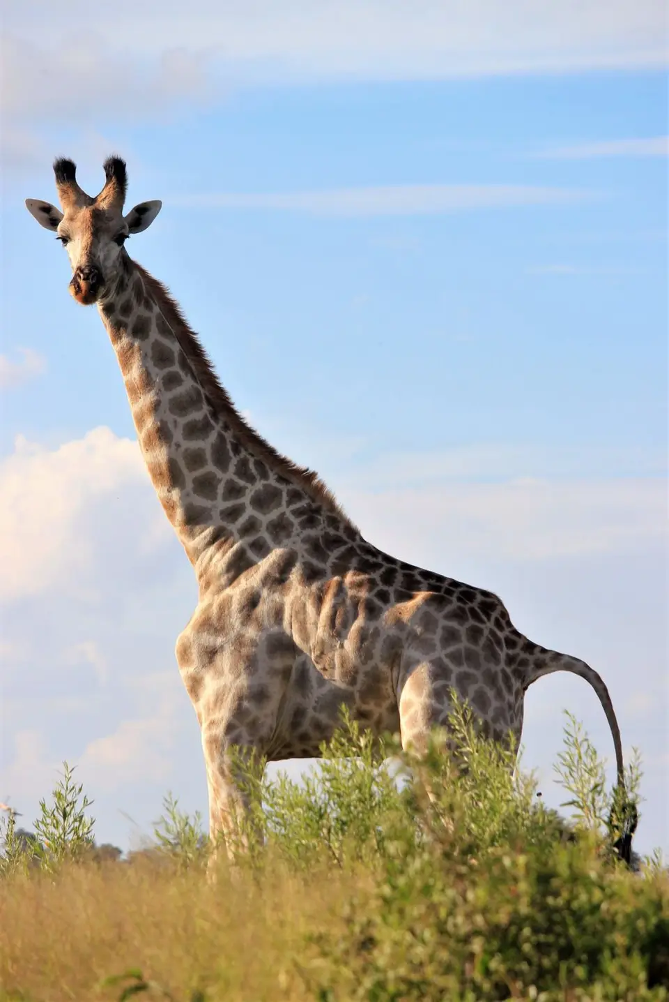 Mankwe-Giraffe2.jpg