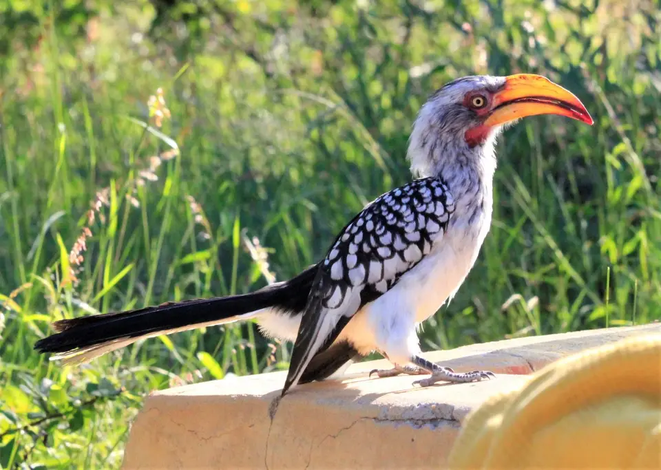 Mankwe-Hornbill.jpg