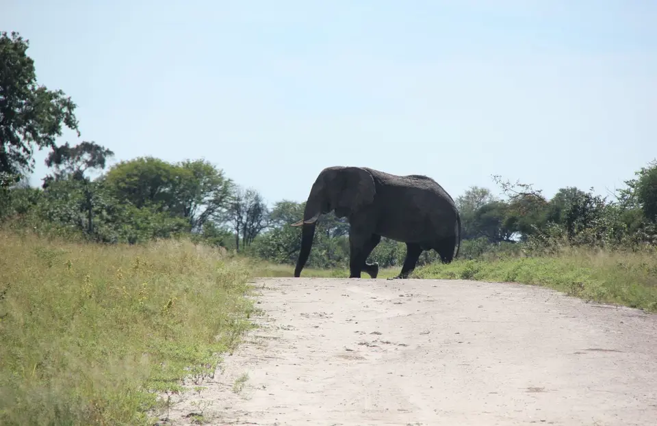 Mankwe-Mababe-Ele1.jpg