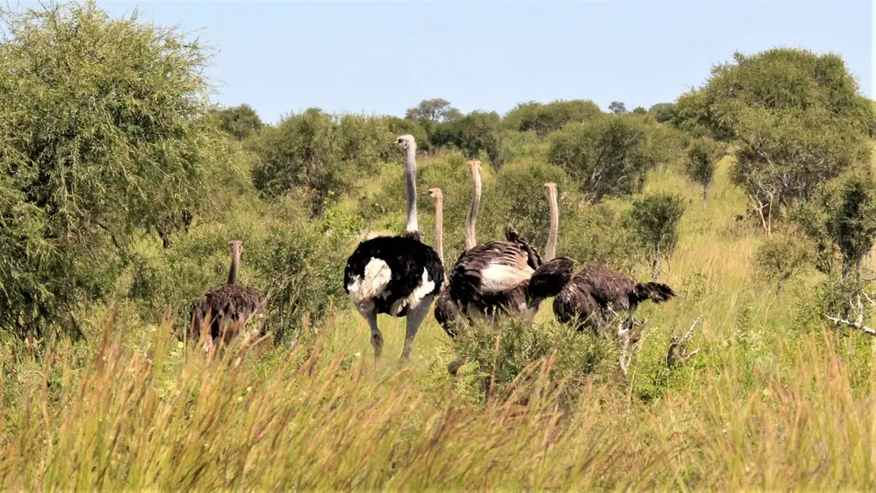 Mankwe-Ostrich.jpg