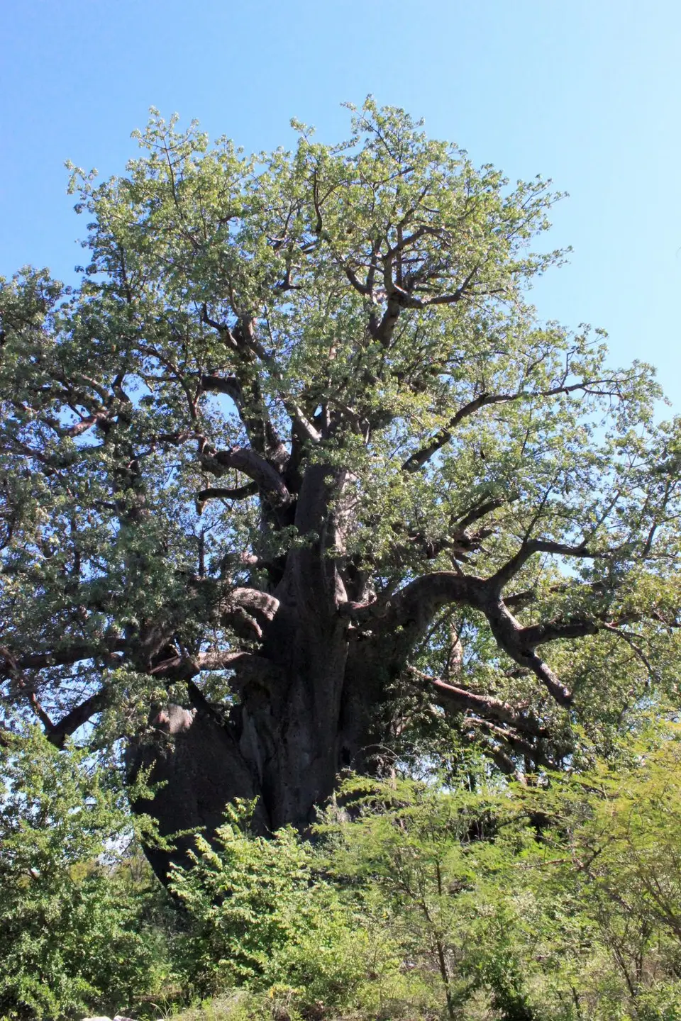PBaobab2.jpg