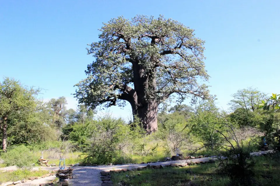 PBaobab3.jpg
