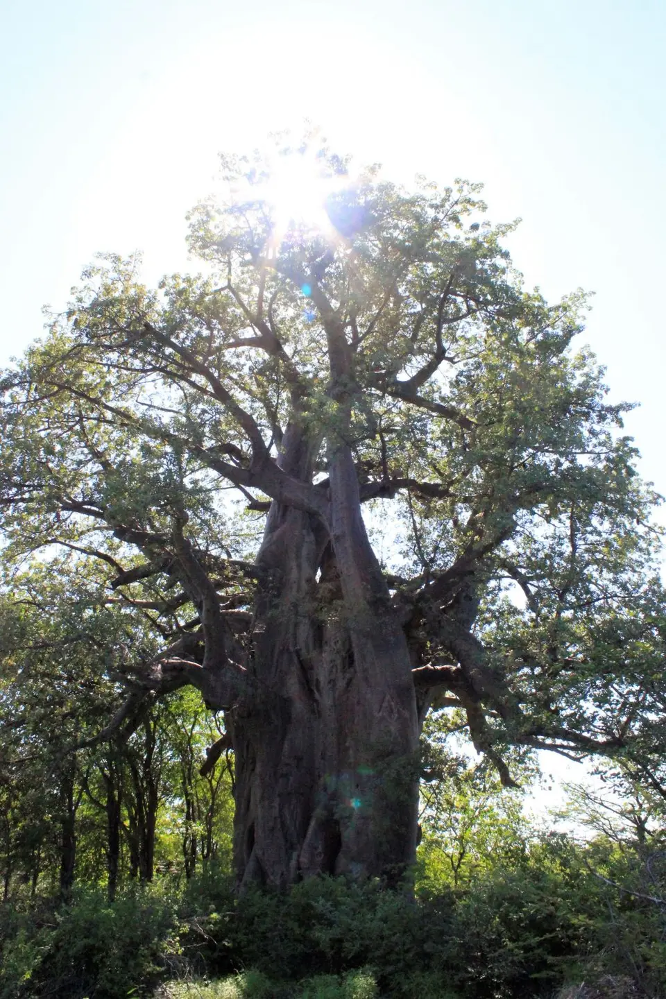 PBaobab4.jpg