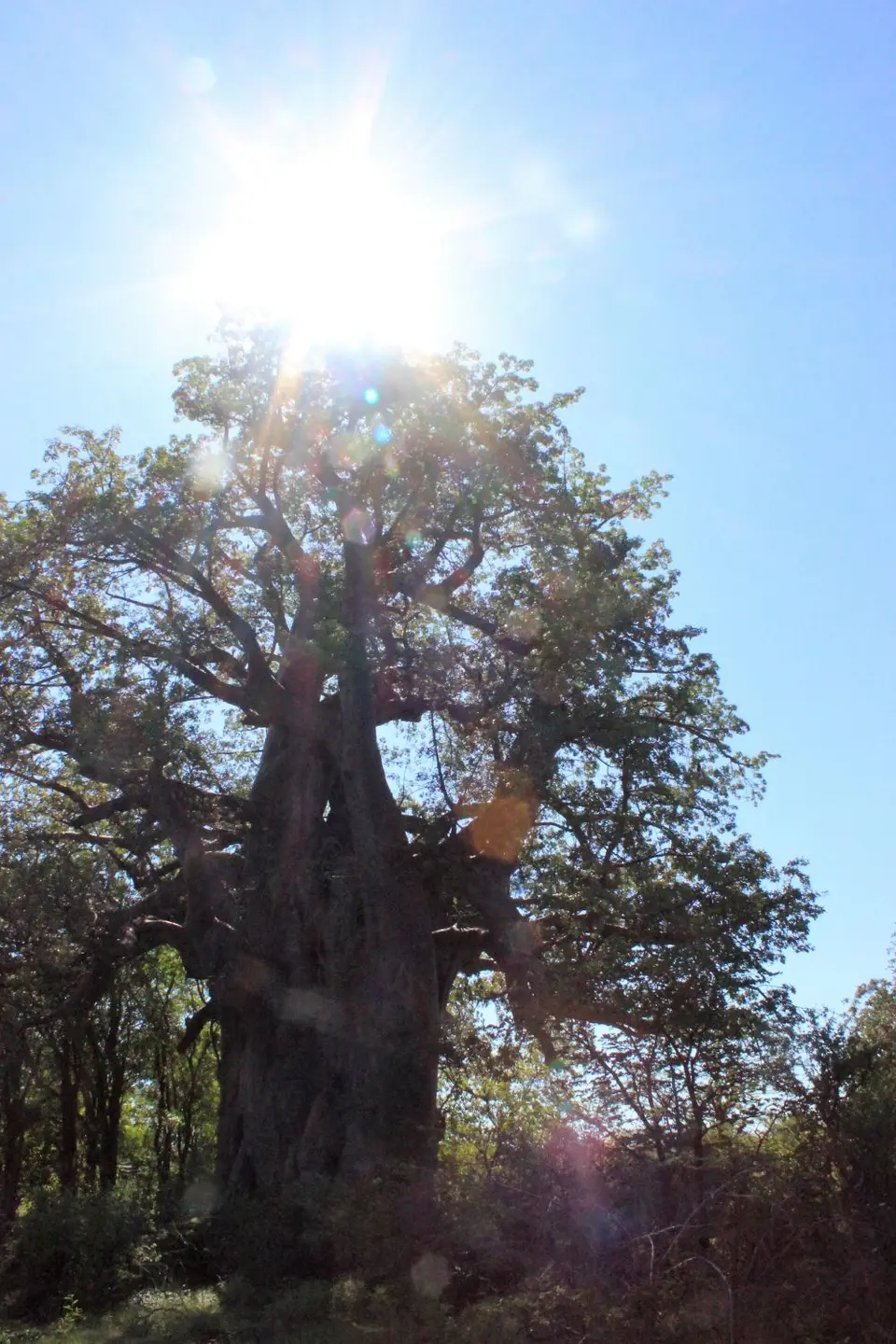 PBaobab5.jpg