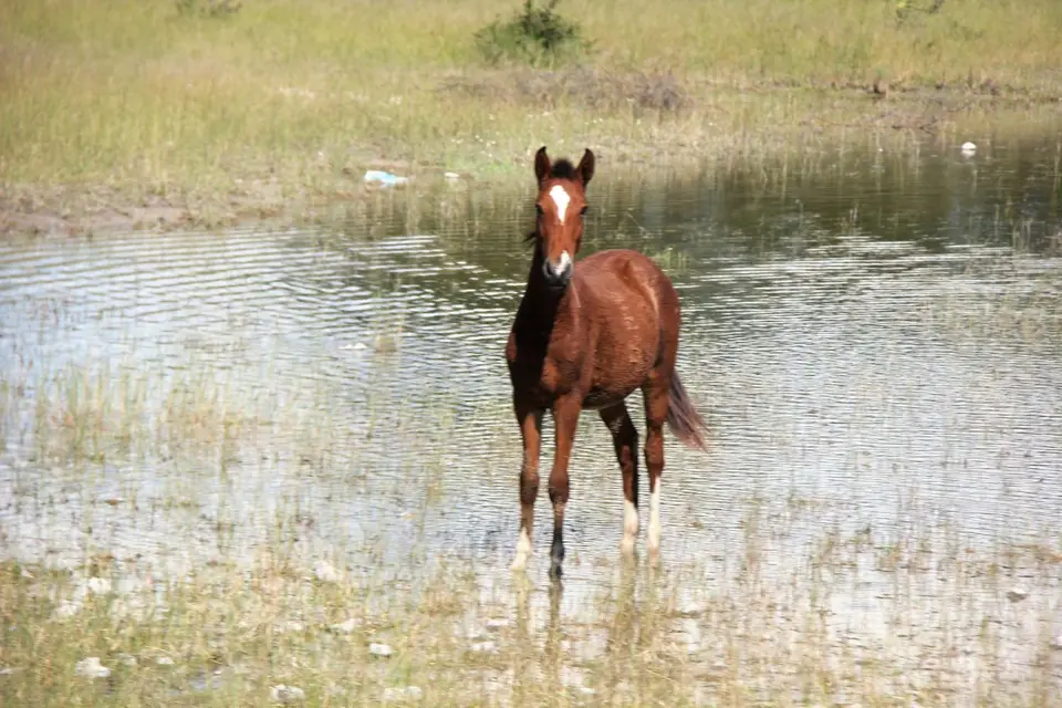 Pferd.jpg