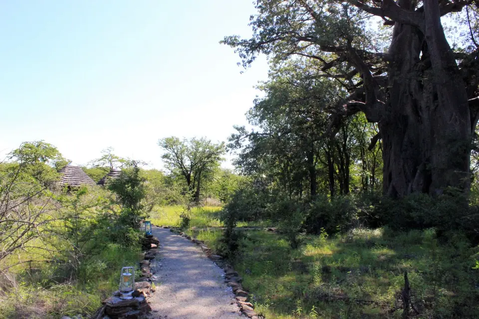 PlanetBaobab6.jpg