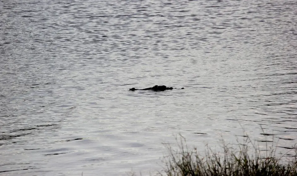 S-Croc.jpg