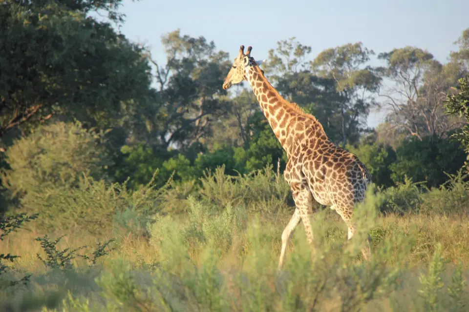 S-Giraffe(3).jpg