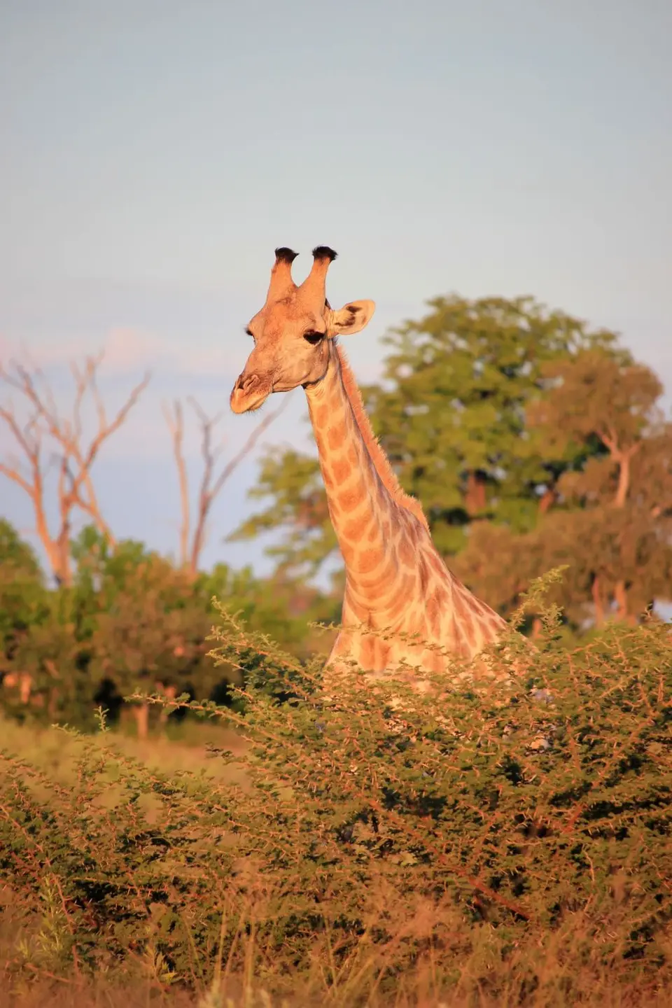 S-Giraffe3.jpg