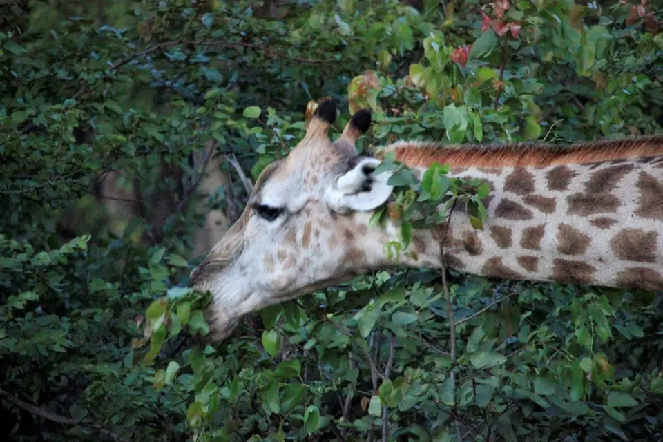 S-Giraffe5.jpg