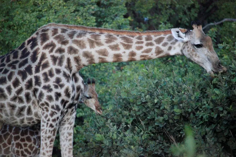S-Giraffe6.jpg