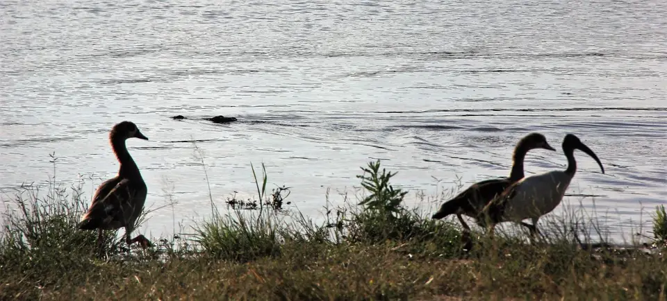 S-Gänse-Ibis.jpg