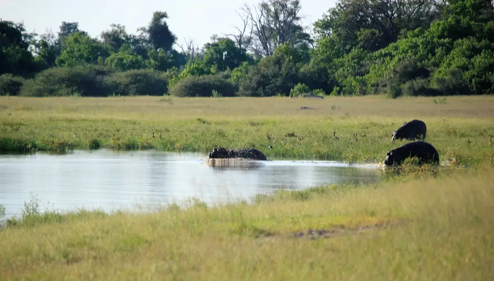 S-Hippo3.jpg