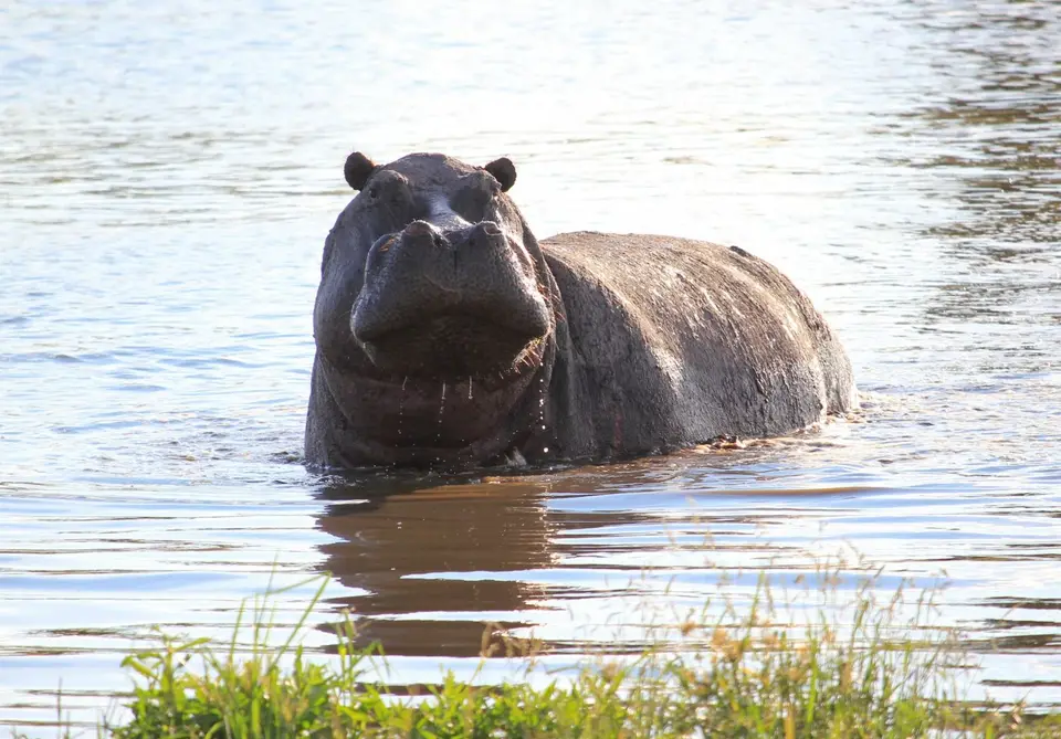 S-Hippo7.jpg