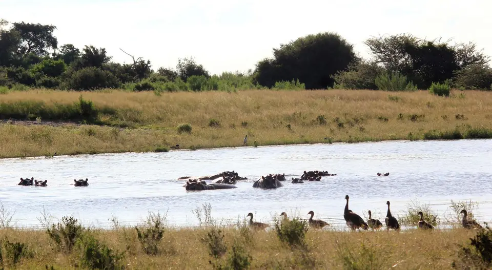 S-Hippos1.jpg