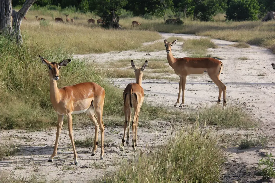 S-Impala5.jpg