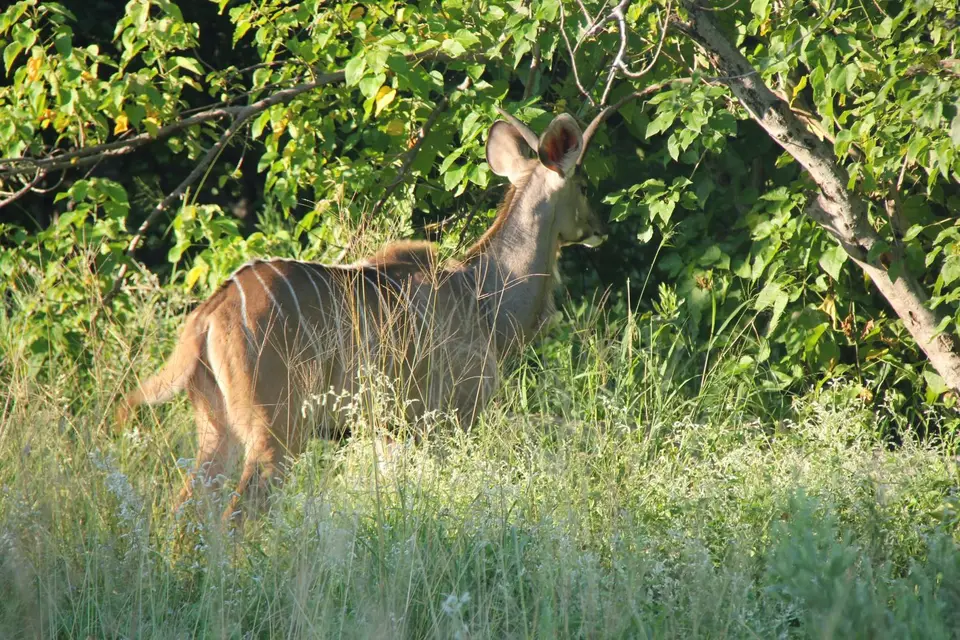 S-Kudu.jpg