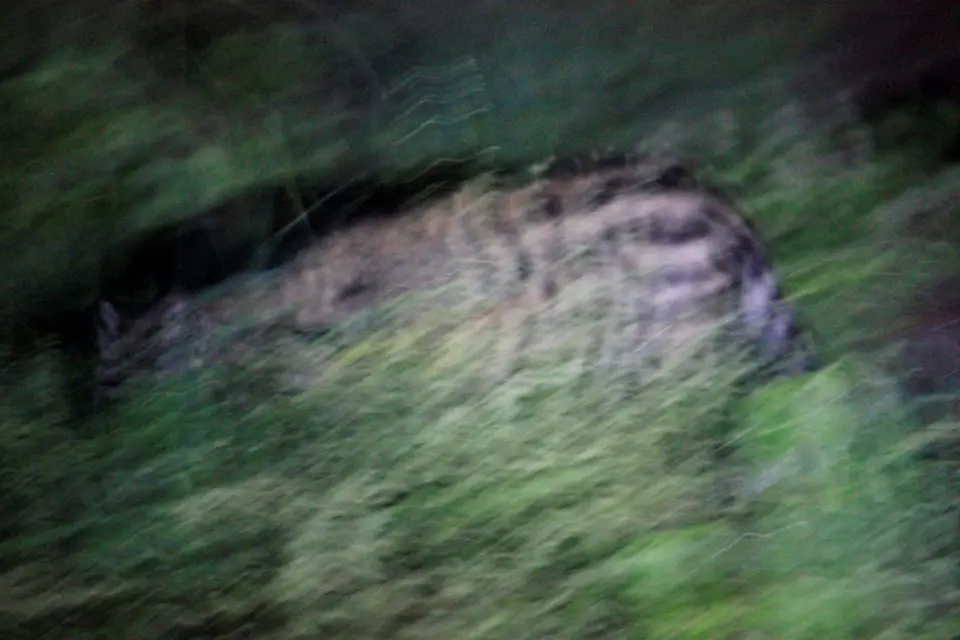 SG-Civet11.jpg
