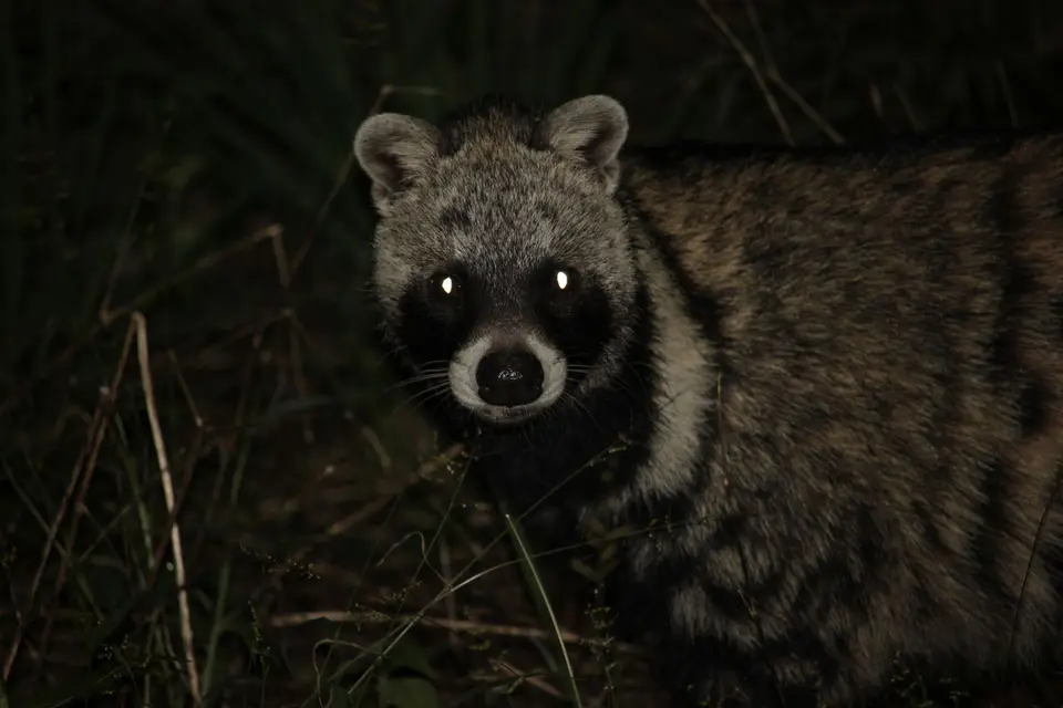 SG-Civet3.jpg